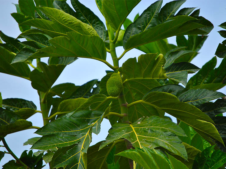 L'hôtel Awalé Plage (Grand Popo - Bénin) - Circuits Bouches du Roi